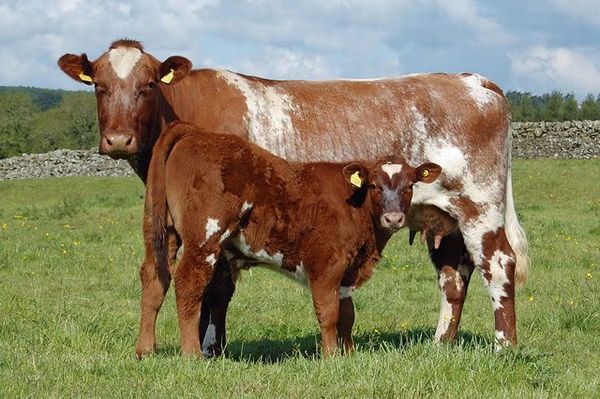 ショートホーン