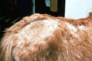 馬の疥癬(Mange)