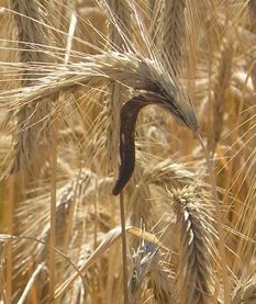 クラビセプス・プルプレア