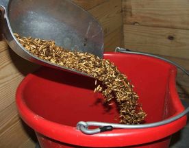 モネンシン中毒(Monensin Poisoning)