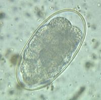 ストロンギルス属卵