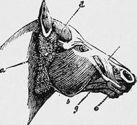 唾液腺の疾患 ～ 耳下腺部膿瘍・唾液嚢腫・唾石