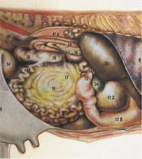 反芻胃の疾患 ～ 検査法