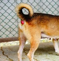 肛門の疾患 ～ 検査法・肛門亀裂および肛門脱・肛門部の腫瘍・肛門嚢炎および肛門周囲腺炎