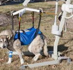 脊髄の損傷 ～ 治療