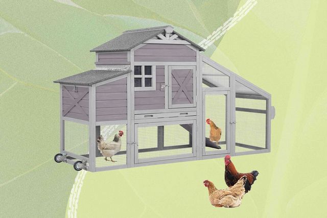 鶏小屋を乾燥状態に保つ～湿気の多い天候への対処法