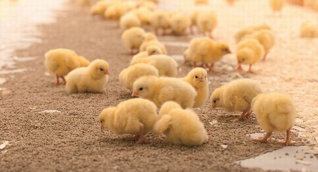 雛の呼吸器疾患