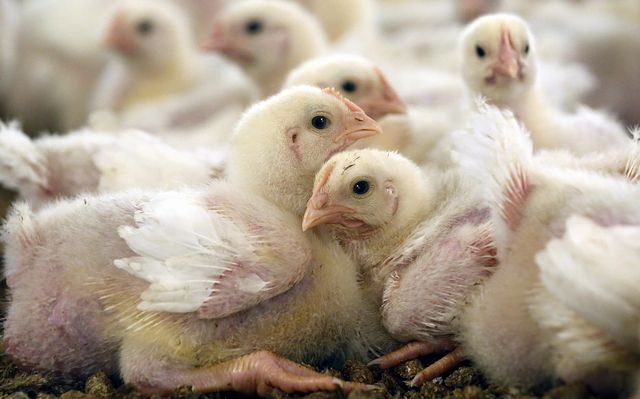 家禽の栄養におけるキレートミネラル