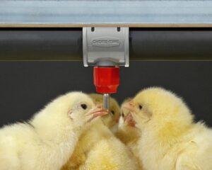 ニップルドリンカー