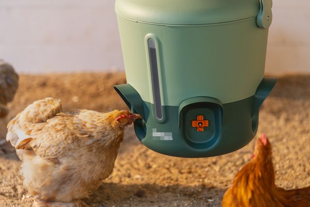 鶏にはどれくらいの水が必要？鶏群の水分補給を維持するためのヒント
