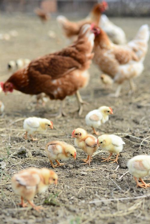 ニワトリを飼い始めるために必要な5つのこと