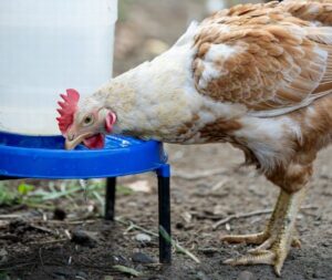 鶏にはどれくらいの水が必要？鶏群の水分補給を維持するためのヒント