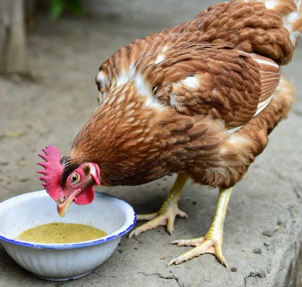 鶏の腸の健康～ニワトリの腸内環境