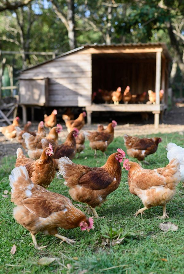 放し飼い養鶏：メリット、リスク、そして健康な鶏を育てるためのヒント