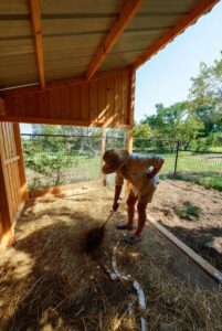 暑い夏を乗り切るために!ニワトリ小屋でやるべき5つの必須作業