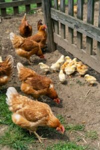 ニワトリを飼い始めるために必要な5つのこと