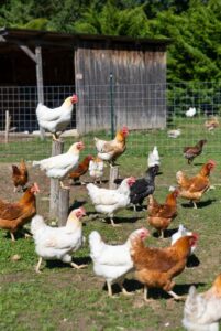 放し飼い養鶏：メリット、リスク、そして健康な鶏を育てるためのヒント