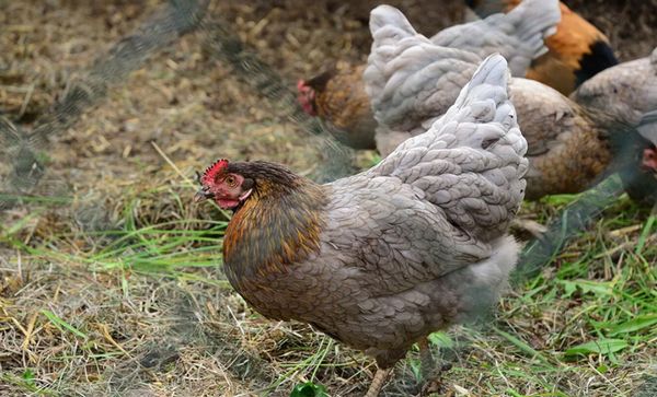 鳥類クラミジア症（オウム病）